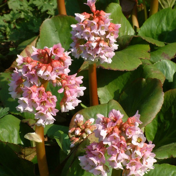 Nahaufnahme von blühendem Bergenia cordifolia im Garten.