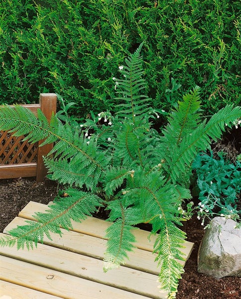 Polystichum setiferum, Filigranfarn, ca. 9x9 cm Topf