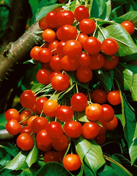 Prunus avium 'Büttners Roter Knorpel', Süßkirsche, 150–200 cm