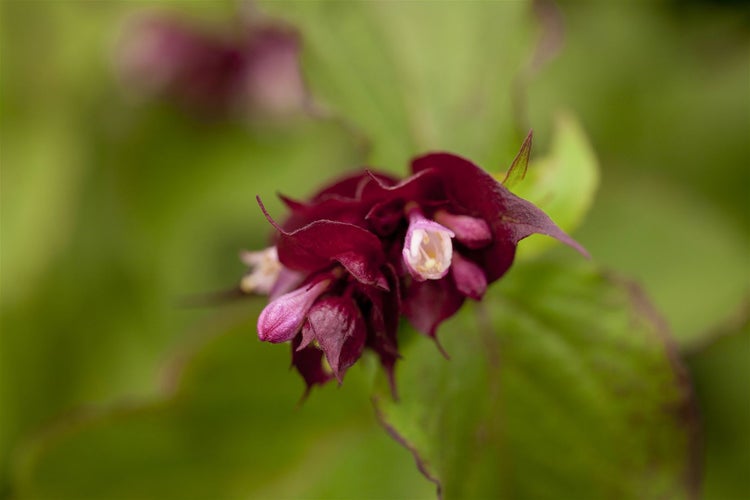 Leycesteria formosa 'Purple Rain', Schöne Leycesterie, purpur, 60–80 cm