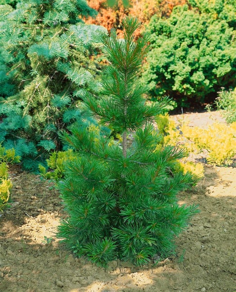 Pinus jeffreyi, Jeffrey-Kiefer, 40–60 cm