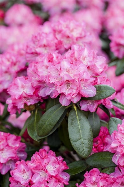 Rhododendron Hybr. 'Germania', Rhododendron, rosa Blüten, 40–50 cm