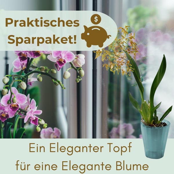 Sparpaket mit Orchideen und Ziersparschwein