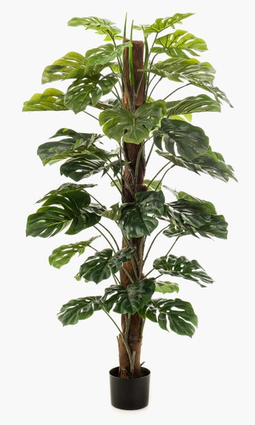 Nahaufnahme von feinem Ziergras mit dünnen Halmen.