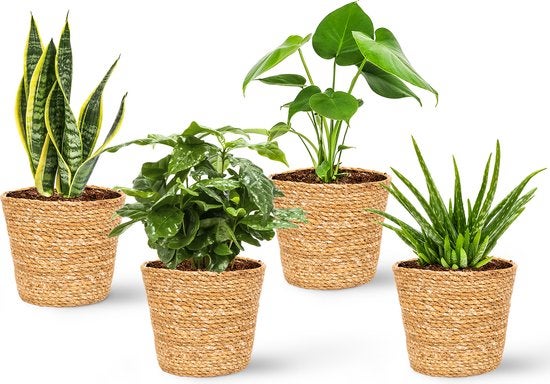 Bloomique - Set von 4 - Pflanzenkörbe 'Maki' - Blumentöpfe für Innen - Pflanzenkörbe - Hergestellt aus nachhaltigem Seegras - Durchmesser 13 cm - Höhe 13 cm