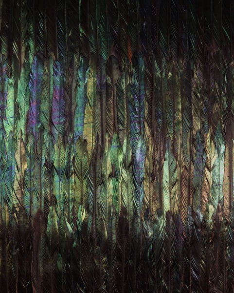 Nahaufnahme von Federn als Dekoration