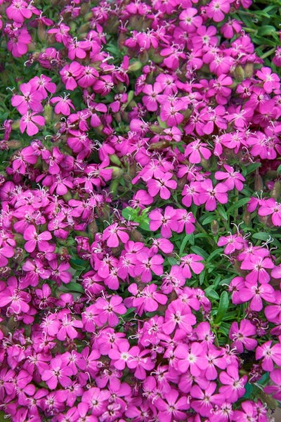 Saponaria x olivana 'Bressingham', Seifenkraut, rosa, ca. 9x9 cm Topf