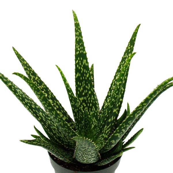 Aloe MEDIVERA Tropical - Neue Aloe vera Züchtung - 14cm Topf - ca. 30cm hoch