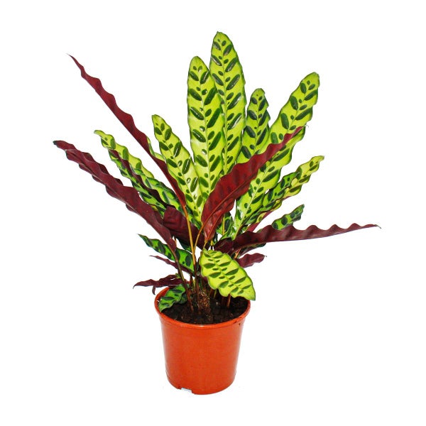 Schattenpflanze mit ausgefallenem Blattmuster - Calathea lancifolia - 14cm Topf - ca. 50cm hoch