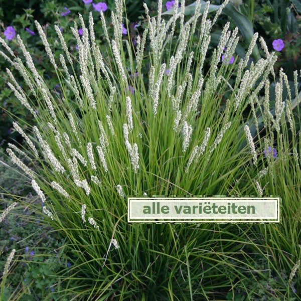 Büschelrasengras im Gartenbeet
