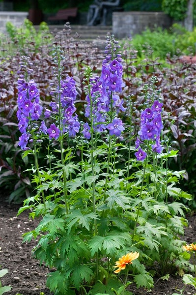 Delphinium x elatum 'Schildknappe', Rittersporn, blau, ca. 11x11 cm Topf