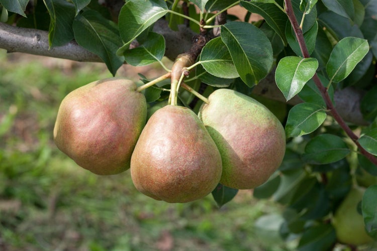 Pyrus communis 'Decora', Birne, 125–150 cm, robust