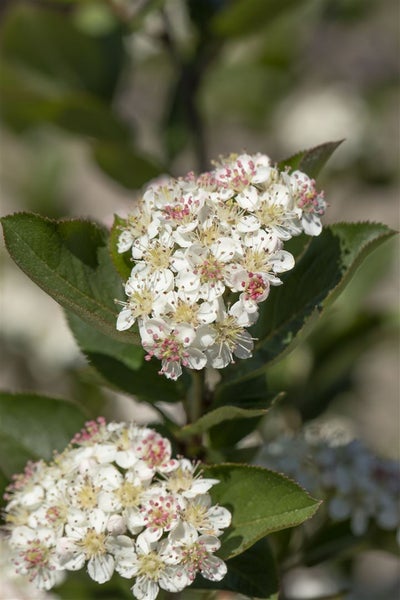 Aronia arbutifolia 'Brilliant', Rote Apfelbeere, 60–80 cm