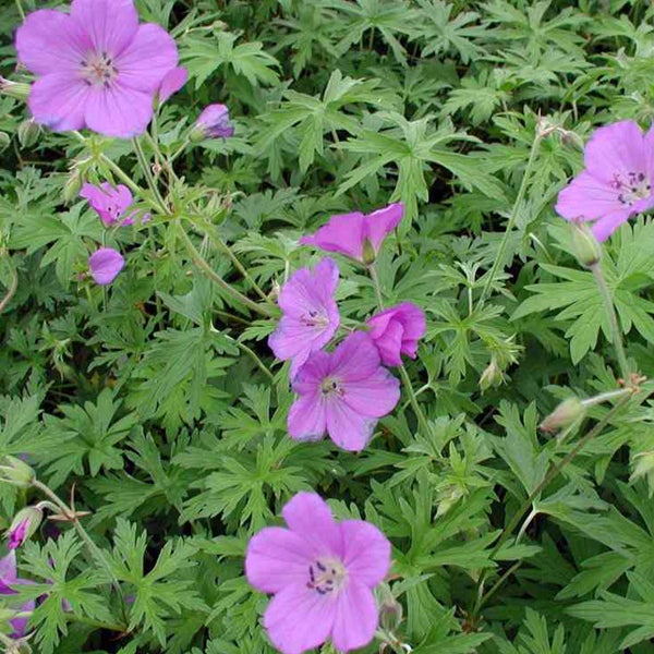 Nahaufnahme von lila Storchschnabelblüten mit grünem Laub