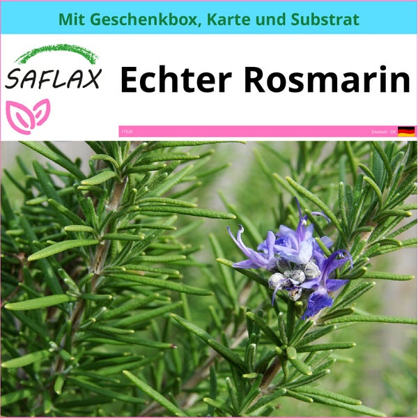 SAFLAX Geschenk Set - Echter Rosmarin - Rosmarinus officinalis - 100 Samen - Mit Geschenkbox, Versandaufkleber, Geschenkkarte und Anzuchtsubstrat