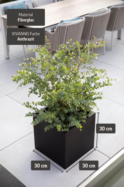 Würfelförmiger Pflanzkübel aus Fiberglas in Anthrazit, Maße 30 mal 30 mal 30 Zentimeter, auf einer Terrasse mit Eukalyptus bepflanzt.