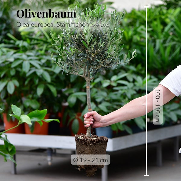 Großer Olivenbaum