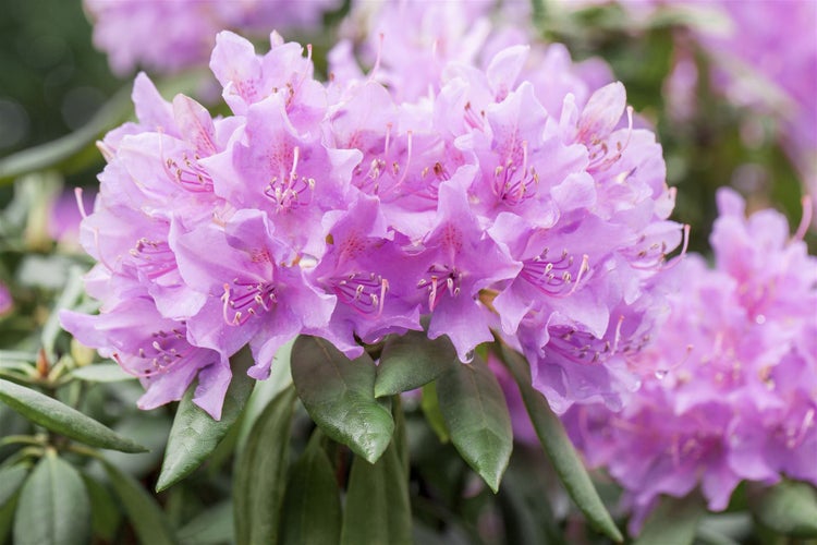 Rhododendron 'Catawbiense Grandiflorum', lila, 30–40 cm, INKARHO