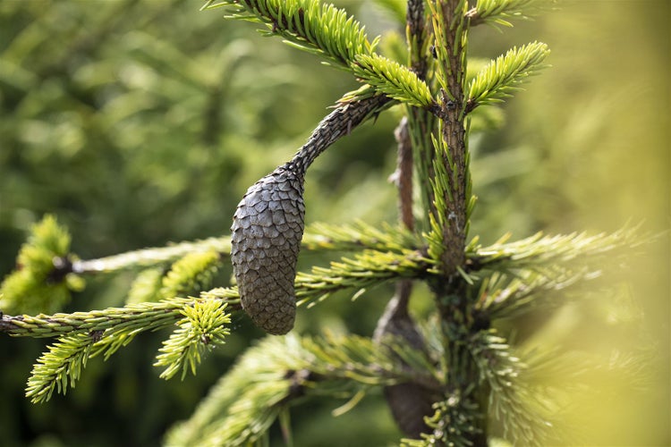Picea abies 'Acrocona', Fichte, dekorative Zapfen, 40–50 cm