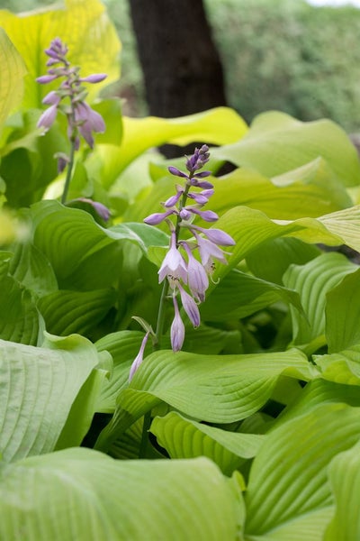 Hosta x fortunei 'Sun Power', Funkie, gelbgrün, ca. 9x9 cm Topf