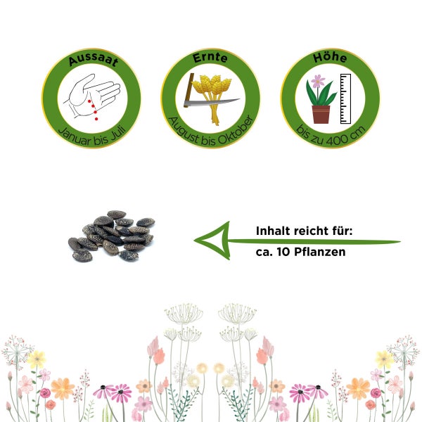 Passionsfrucht Maracuja Samen von Deine Gartenwelt