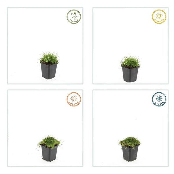 Bodendecker - Steingarten - Sternmoos - Sagina subulata - 9cm Topf - Set mit 12 Pflanzen
