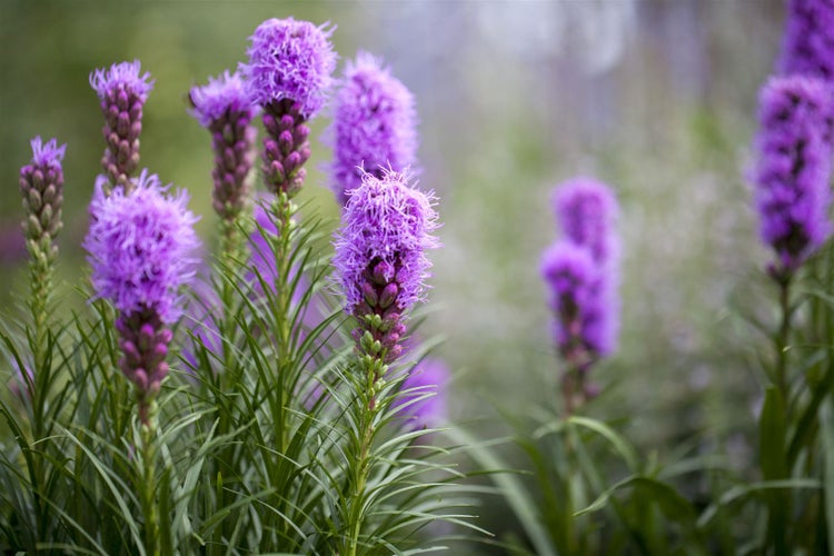 Liatris spicata 'Kobold', Prachtscharte, violett, ca. 9x9 cm Topf