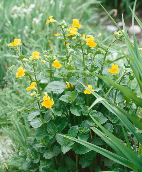 Mimulus luteus, Gelbe Gauklerblume, ca. 9x9 cm Topf