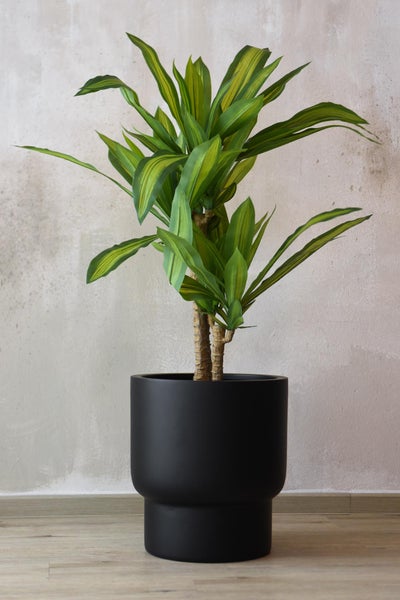 Dracaena Kunstpflanze mit zweifarbigen Blättern im schwarzen Topf.
