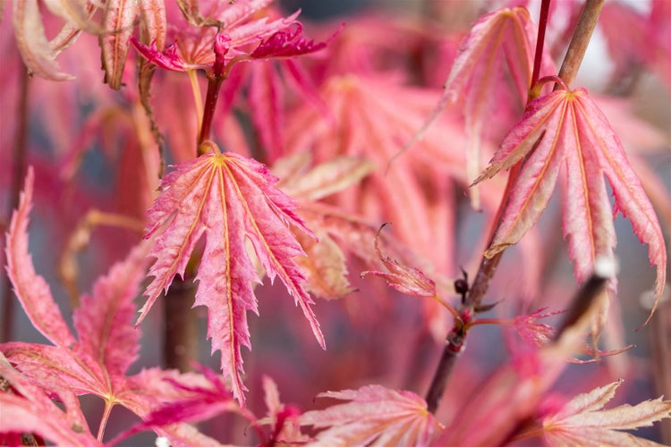 Acer palmatum 'Phoenix', Japanischer Ahorn, rot, 60–100 cm