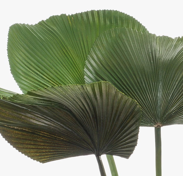 Strahlenpalme Licuala grandis mit fächerförmigen Blättern und grünen Stielen.