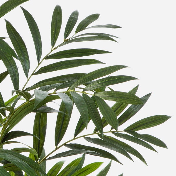 Zimmerpflanze Bergpalme Chamaedorea elegans in schwarzem Topf mit grünen gefiederten Blättern.