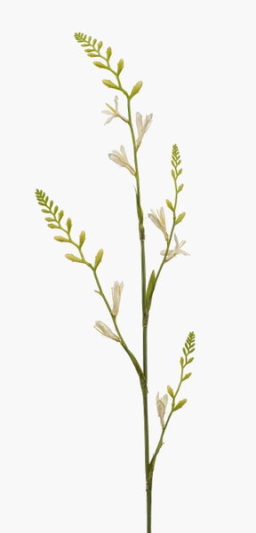 Blütenstiel mit weißen Blüten und grünen Knospen.