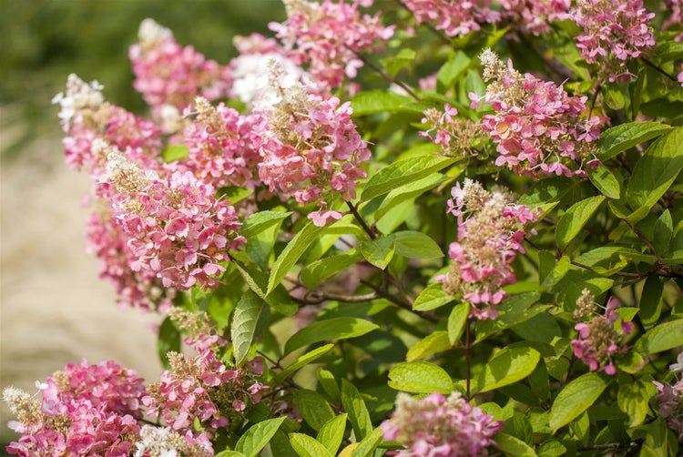 Hydrangea paniculata 'Pinky Winky', Rispenhortensie, zweifarbig, 60–80 cm