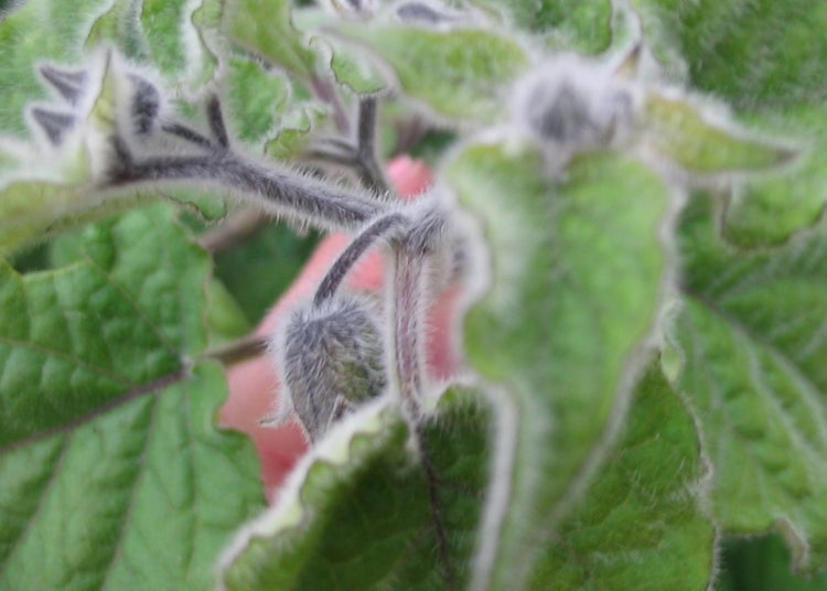 SAFLAX  - Kapstachelbeere / Andenbeere - Physalis peruviana - 100 Samen