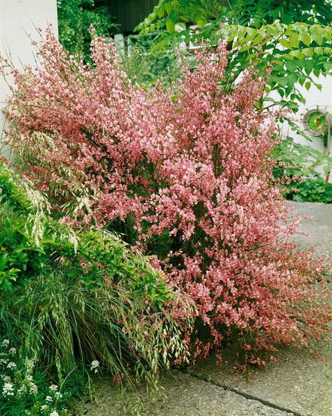 Cytisus praecox 'Hollandia', Besenginster, rosa Blüten, 40–60 cm