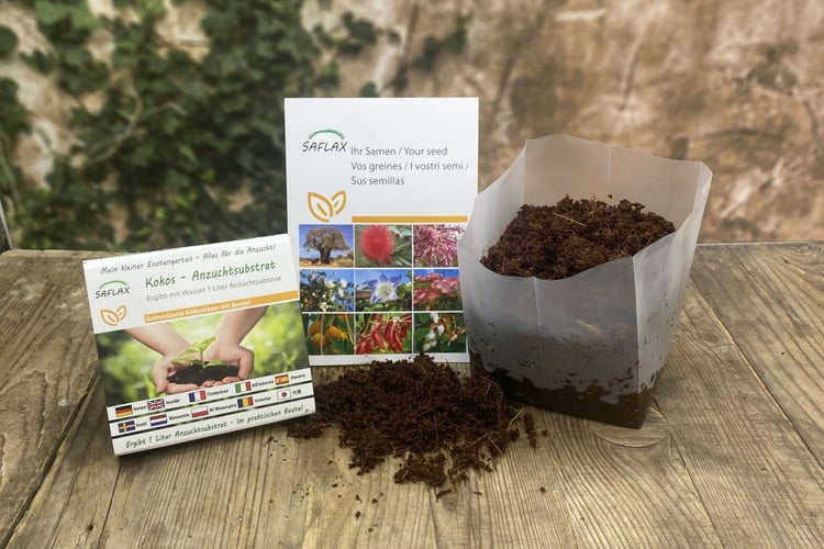 SAFLAX Garden in the bag - BIO - Rote Beete - Detroit Globe - Beta vulgaris - 100 Samen - Mit Anzuchtsubstrat im praktischen, selbst aufstellenden Beutel