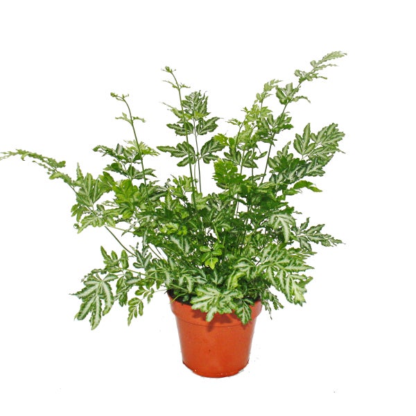 Zimmerpflanze Saumfarn Pteris ensiformis Evergemiensis im Kunststofftopf mit grün-weiß panaschierten Blättern