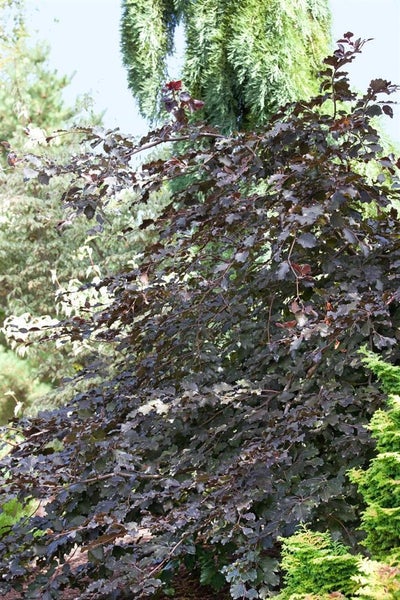 Fagus sylvatica 'Purpurea', Rotbuche, purpurrot, 60–100 cm