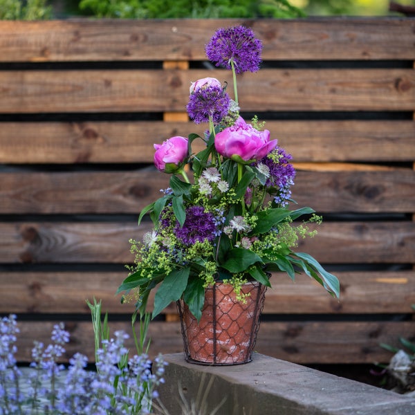 Blumenarrangement mit Allium und Pfingstrosen in einem Terrakottatopf mit Drahtkorb auf einer Steinmauer vor einem Holzzaun.