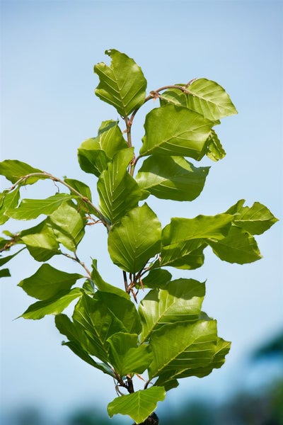 Fagus sylvatica 'Dawyck', Rotbuche, säulenförmig, 125–150 cm