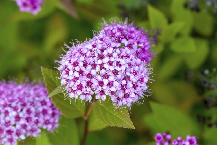 Spiraea japonica 'Golden Princess', Goldspiere, gelbgrün, 30–40 cm