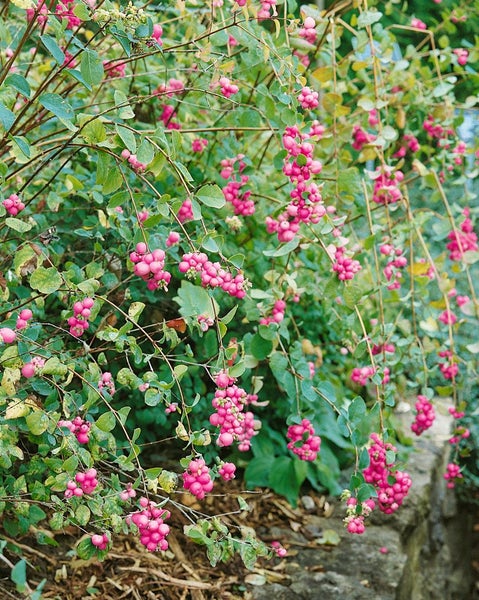 Symphoricarpos doorenbosii 'Amethyst', Purpurbeere, 40–60 cm
