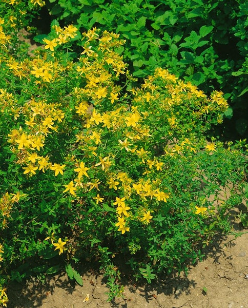 Hypericum perforatum, Johanniskraut, gelb, ca. 9x9 cm Topf