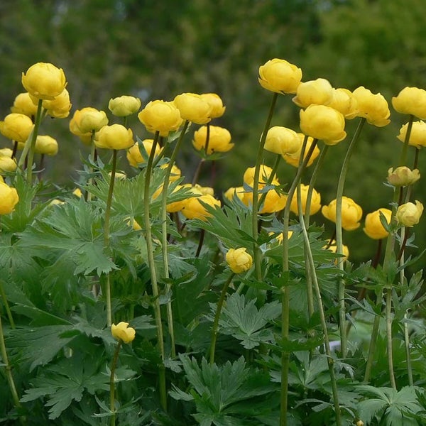 Blühende Trollblumen im Garten.