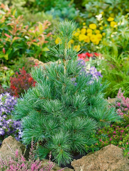 Pinus parviflora 'Negishi', Japanische Kiefer, 40–50 cm