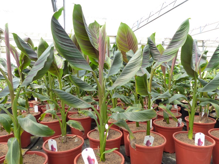 Gruppenaufnahme von jungen Bananenpflanzen in Kunststofftöpfen in einem Gewächshaus zur Dekoration im Haus oder im Garten.
