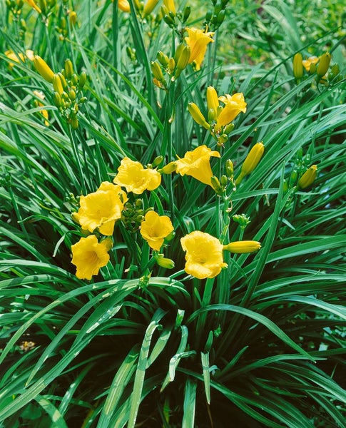 Hemerocallis x cult.'Mini Stella', Taglilie, gelb, ca. 11x11 cm Topf
