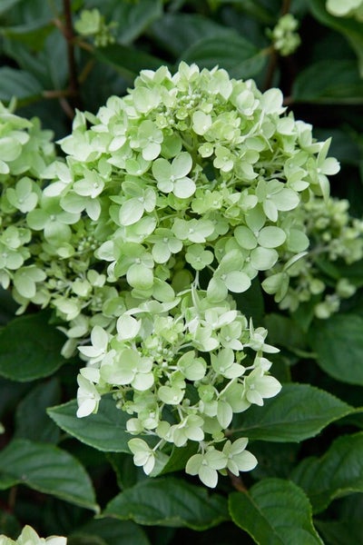 Hydrangea paniculata 'Little Lime', Rispenhortensie, grünlich-weiß, 40–60 cm