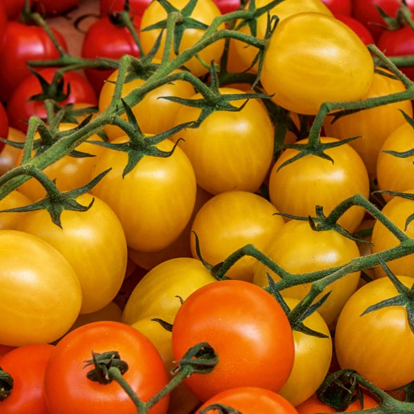 Gelbe und rote Cherrytomaten an der Rispe.